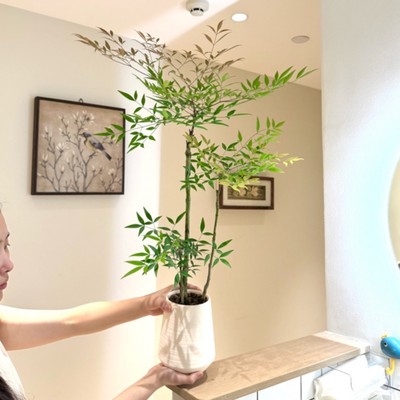 南天竹盆栽禅意茶室四季好养植物