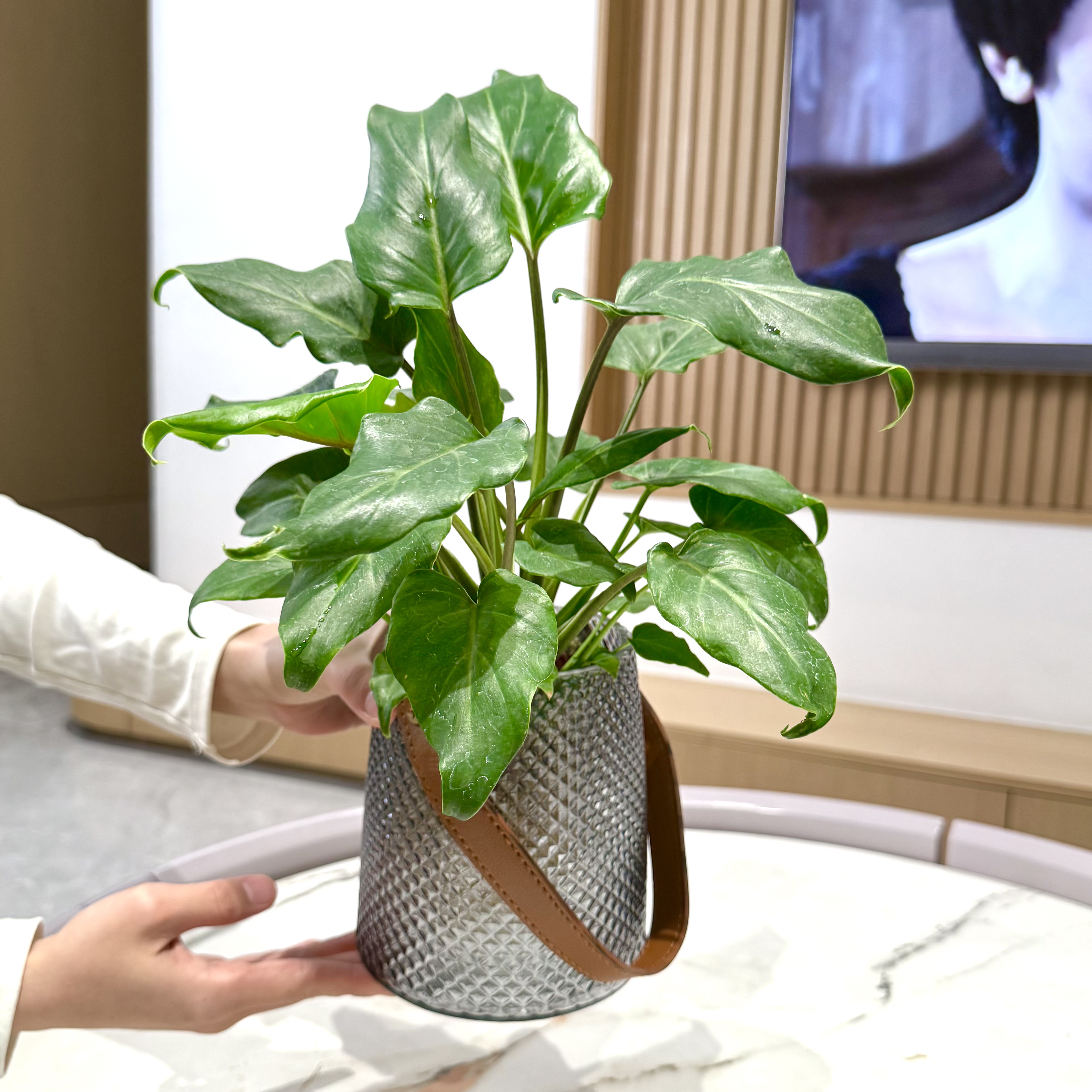 水培小天使春羽盆栽盆景室内阳台办公室桌面观叶花卉绿植好养