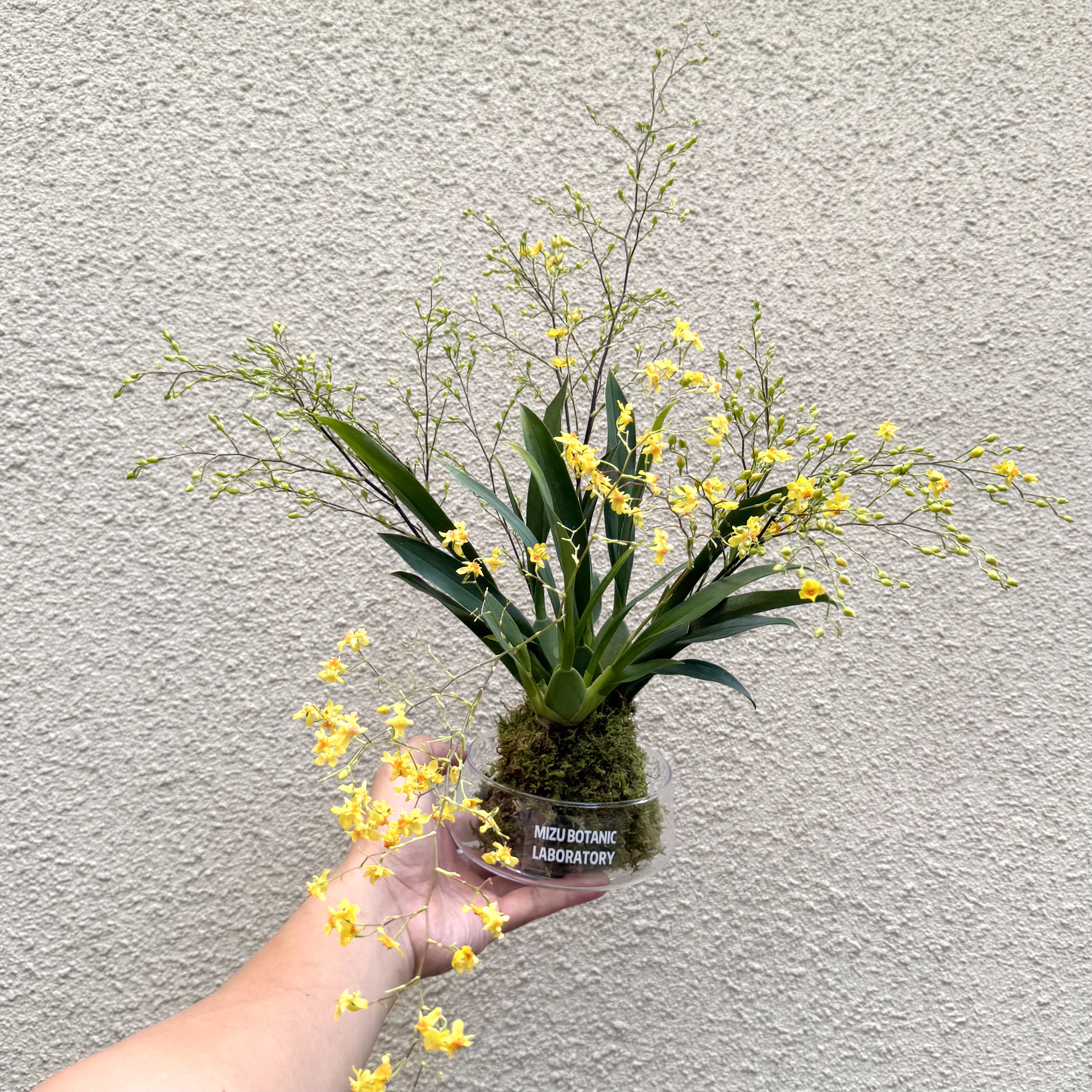 黄金万两梦香兰苔藓球盆栽盆景室内客厅办公室桌面观花卉绿植好养