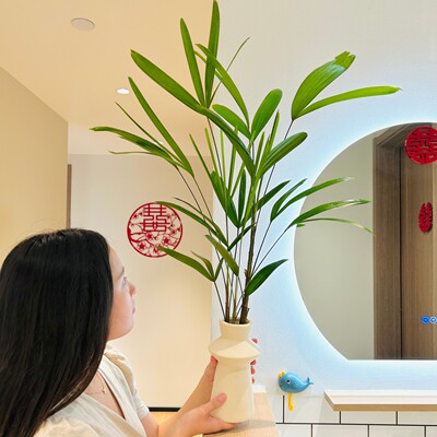 水培金山棕竹盆栽桌面耐阴好养