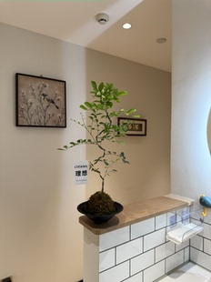 苔蘚球造型九里香七里香盆栽盆景室內客廳辦公室桌面好養花卉綠植