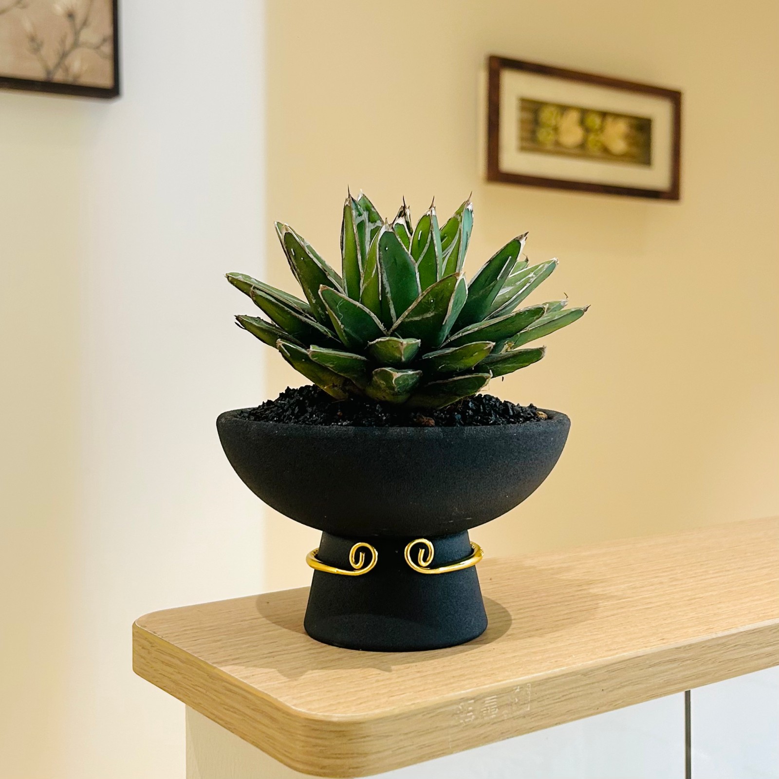 笹之雪龙舌兰多肉盆栽耐旱小植物