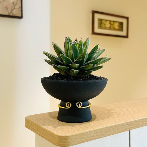 笹之雪龙舌兰多肉盆栽耐旱小植物