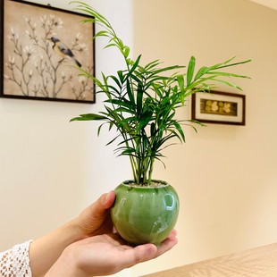 袖珍椰子盆栽耐阴室内绿植办公室桌面ins北欧风小型植物好养易活
