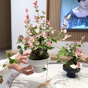 花叶络石苔藓球盆栽盆景室内阳台办公室桌面观叶水培花卉绿植好养