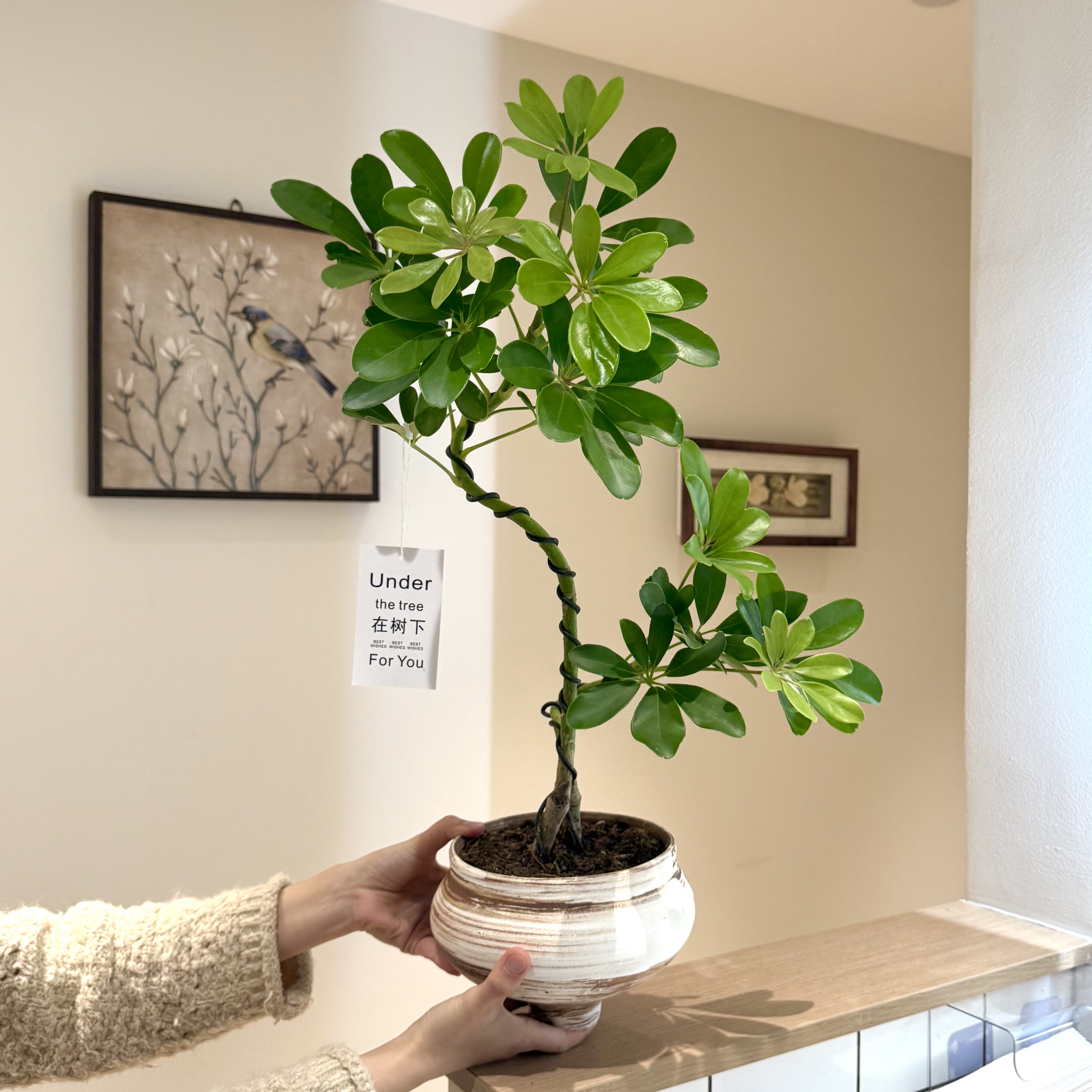 双造型鸭脚木鸭掌木盆栽室内客厅办公室桌面绿植花卉四季好养盆景