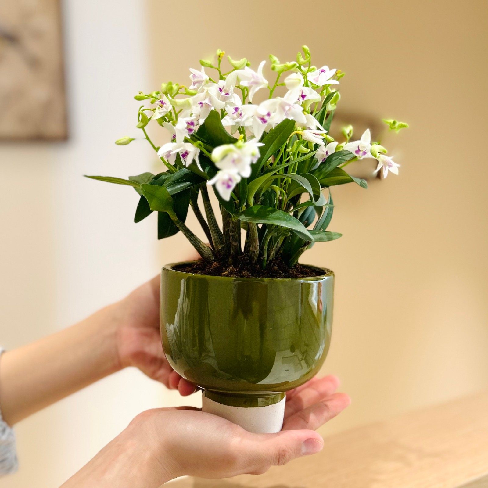 白石斛兰盆栽室内植物高级感客厅办公室桌面绿植懒人好养易活花卉,鲜花速递/花卉仿真/绿植园艺,国兰/杂交兰/洋兰类,淘宝优惠券,粉丝福利购,淘宝优惠卷