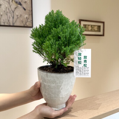 放轻松雾凇雪松盆栽盆景室内客厅办公室桌面观叶趣味好养花卉绿植
