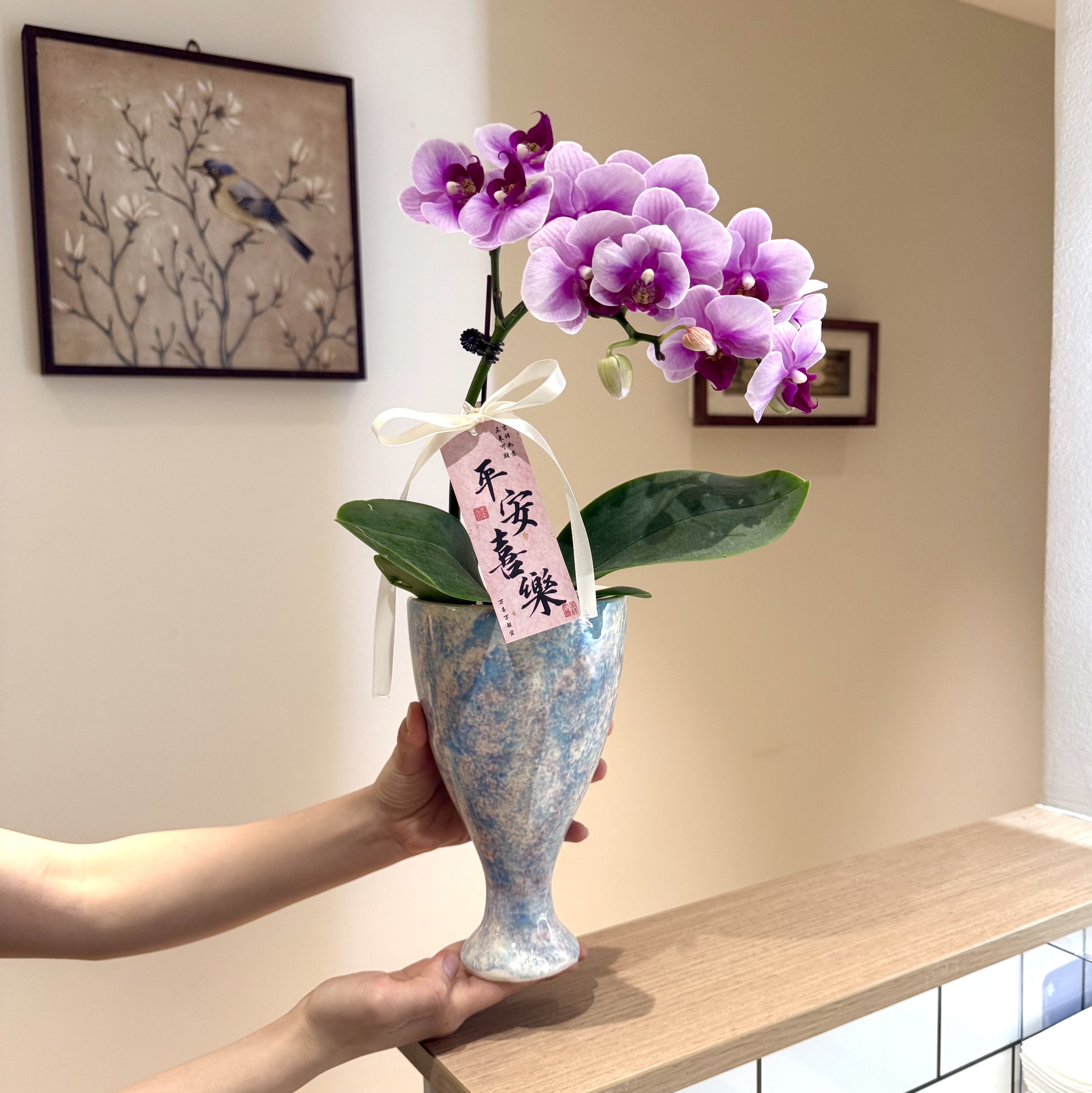 宝贝粉紫蝴蝶兰盆栽盆景室内客厅办公室桌面观花趣味带花花卉绿植