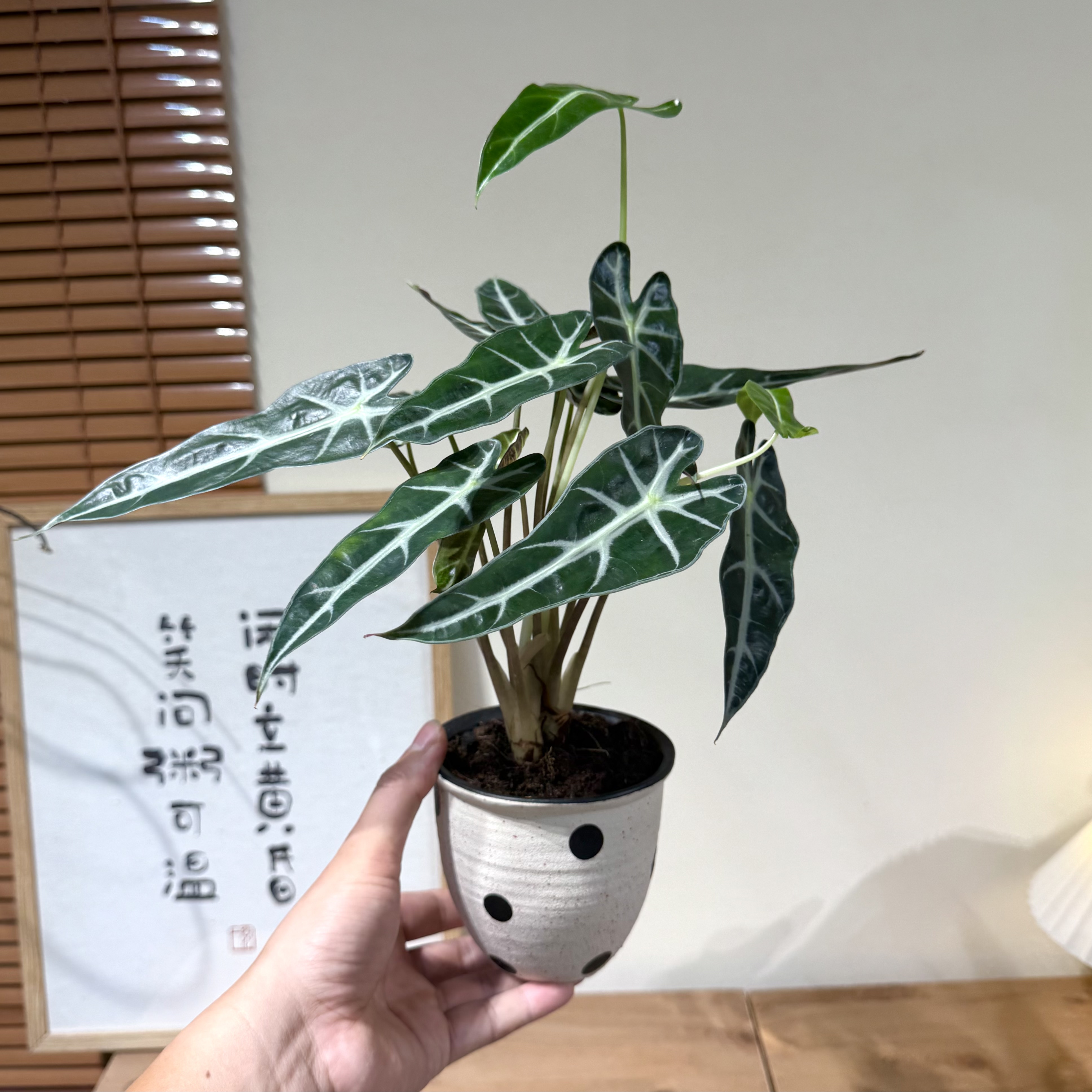 白犀牛海芋盆栽盆景室内客厅办公室桌面观叶花卉绿植好养