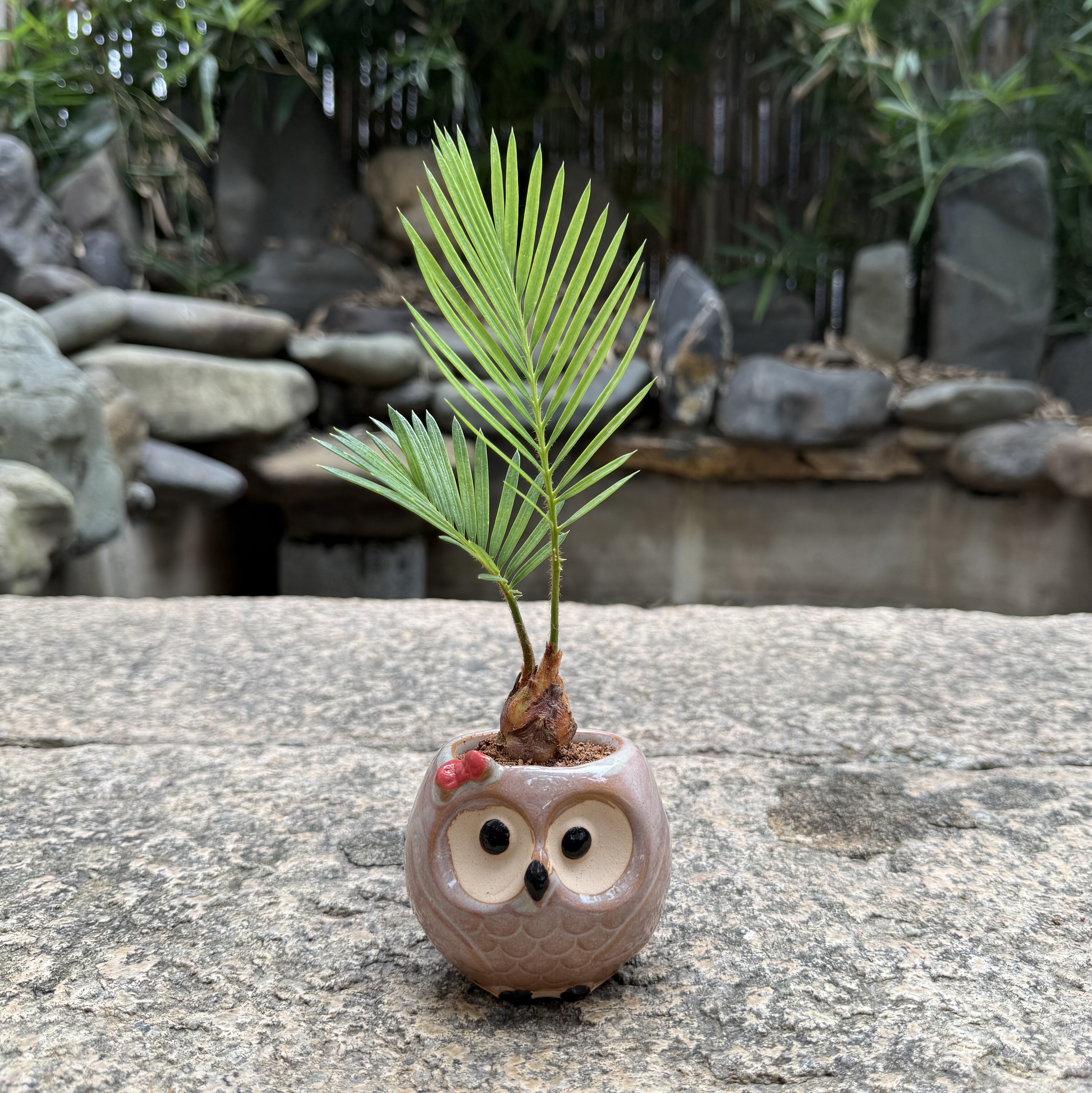 铁树宝宝盆栽桌面好养小型绿植