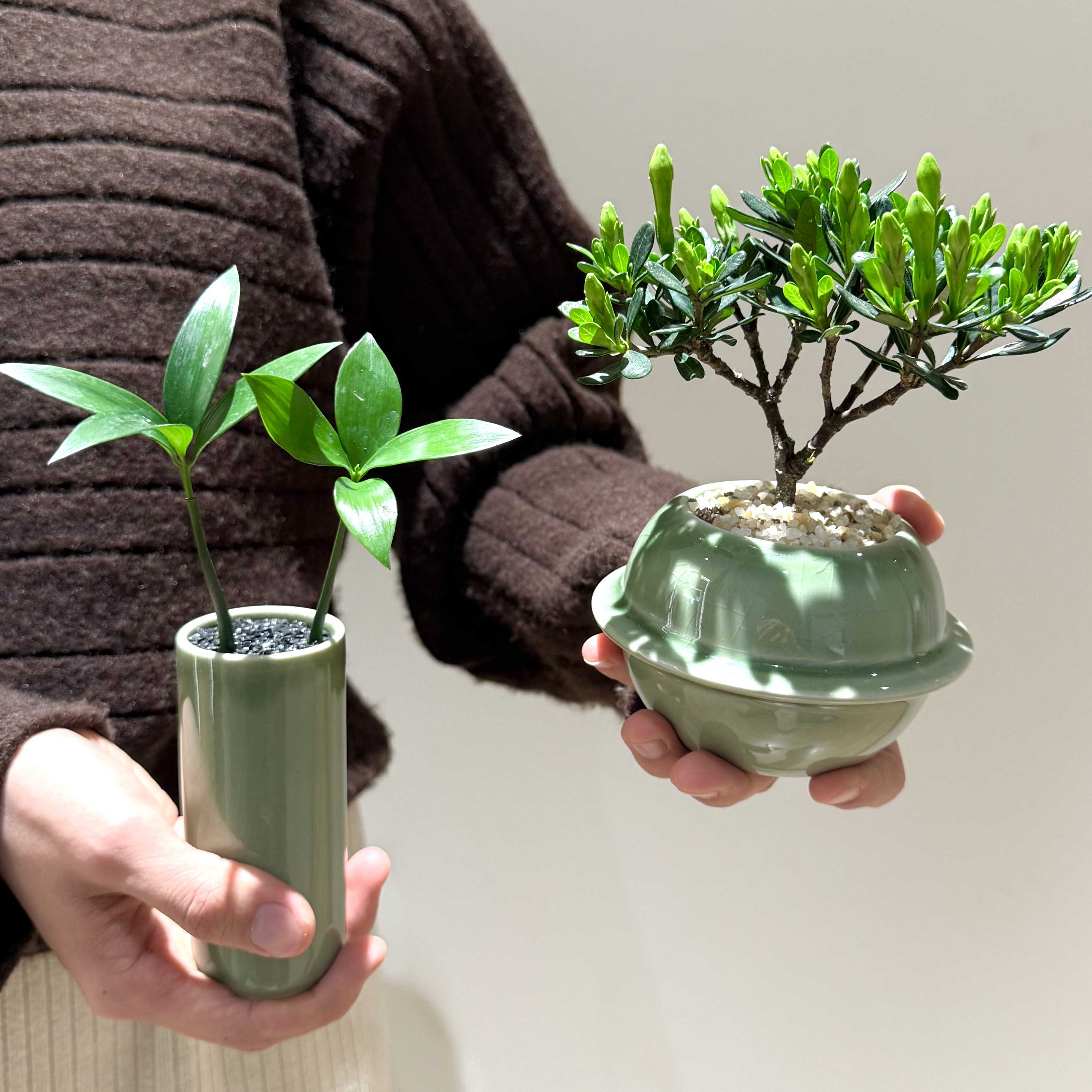 竹柏栀子花微观盆栽盆景室内阳台办公室桌面观叶花卉绿植好养