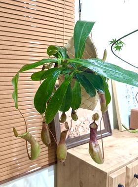 吊挂猪笼草捕蝇草盆栽桌面好养活