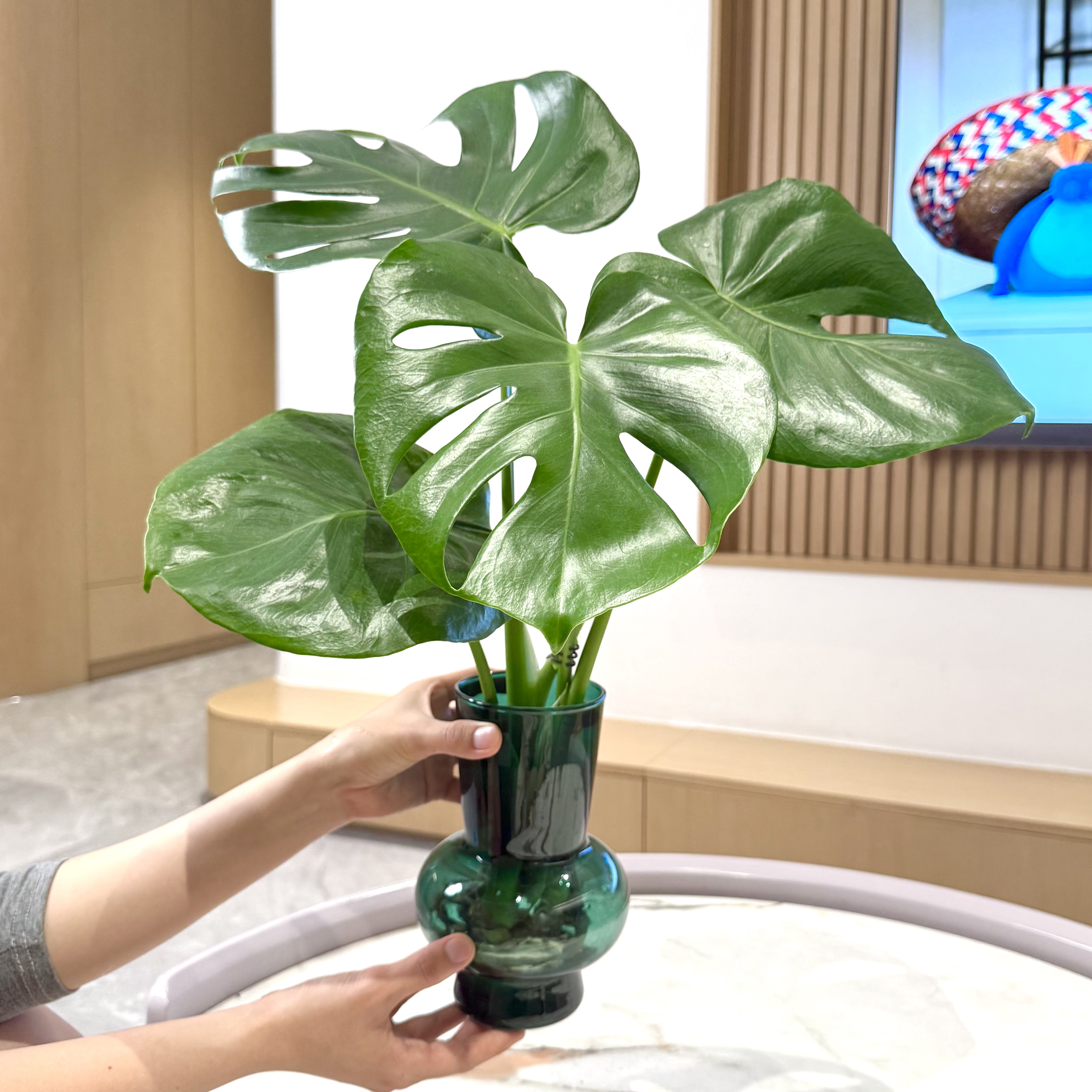 水培龟背竹蔓绿绒盆栽盆景室内阳台办公室桌面观叶趣味花卉绿植