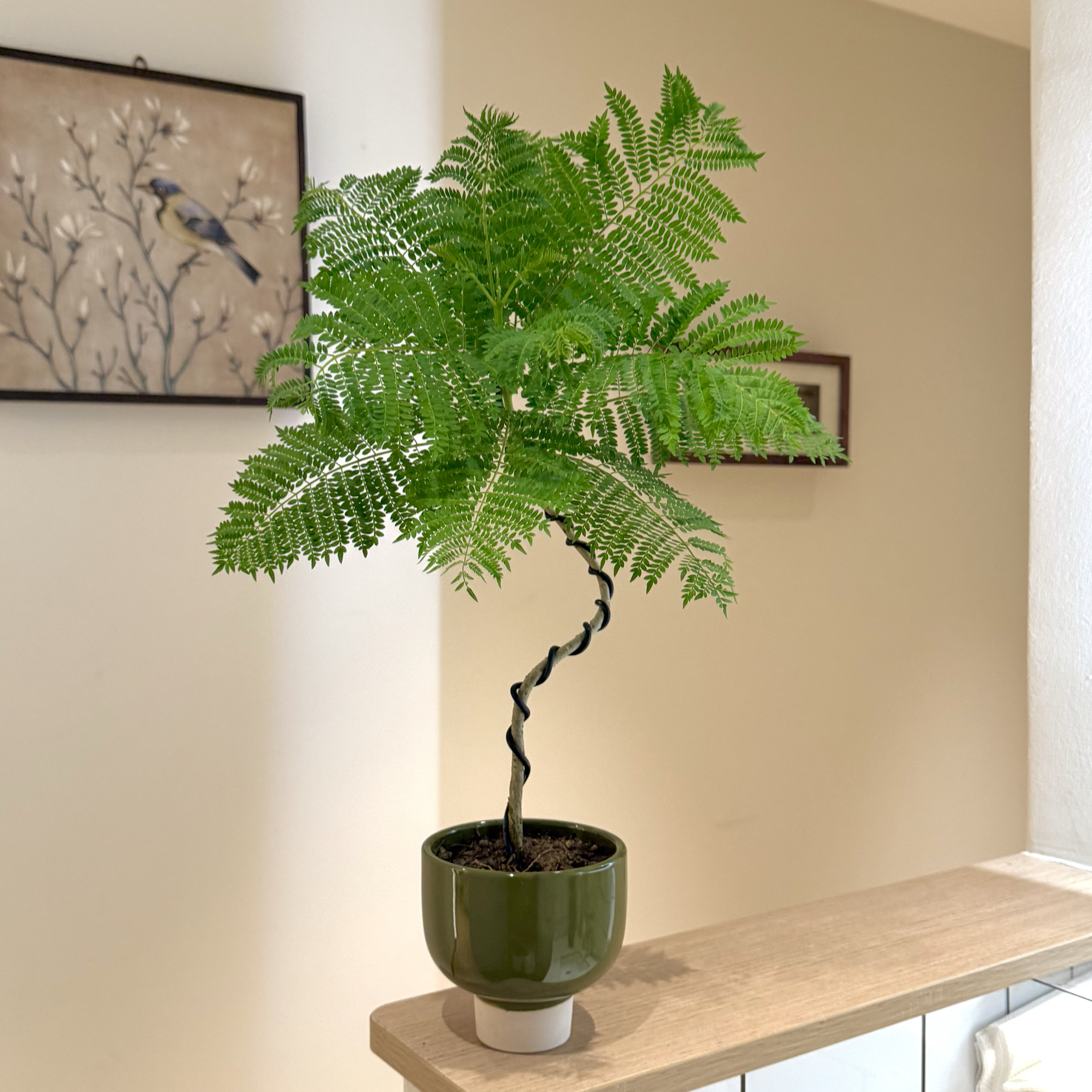 禅意造型蓝花楹盆栽桌面好养绿植