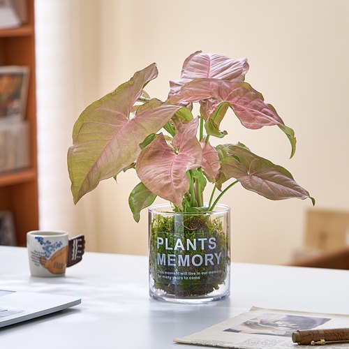 水培玻璃粉精灵黑金刚苔藓球盆栽