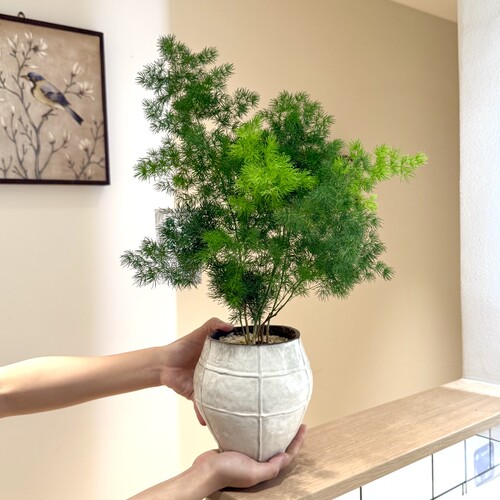 蓬莱松盆栽家居绿植四季好养