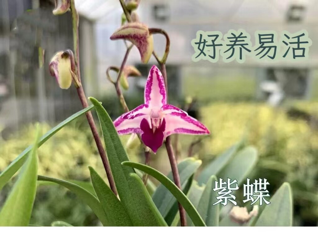 紫蝶石斛兰白玉 阔叶香水石斛浓香室内水培植物盆栽花卉阳台好养