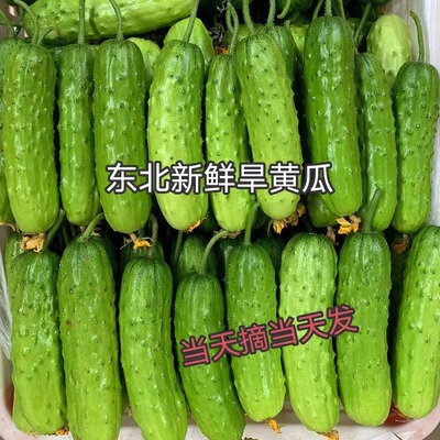 旱黄瓜水果黄瓜4斤包邮