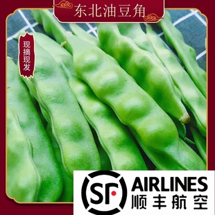 【顺丰空运】东北油豆角几豆鼓豆豆面农家自种5斤包邮