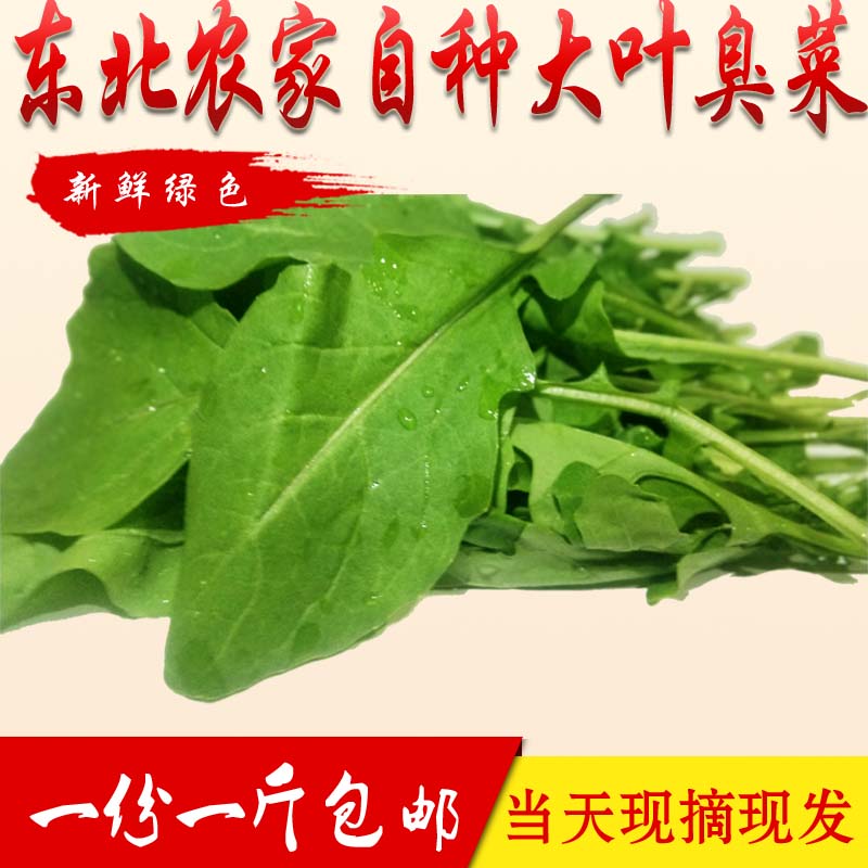 正宗东北蘸酱小菜新鲜臭菜农家自种新鲜蔬菜大叶臭菜一份包邮-封面