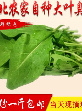 正宗臭菜东北蘸酱菜新鲜大叶臭菜