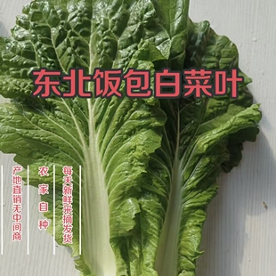 【现摘现发】东北饭包白菜叶农家自种产地直发新鲜包邮