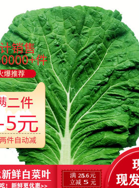 现摘白菜叶饭包叶新鲜蔬菜即食