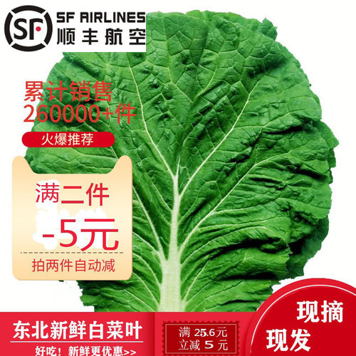 现摘白菜叶饭包叶新鲜蔬菜即食