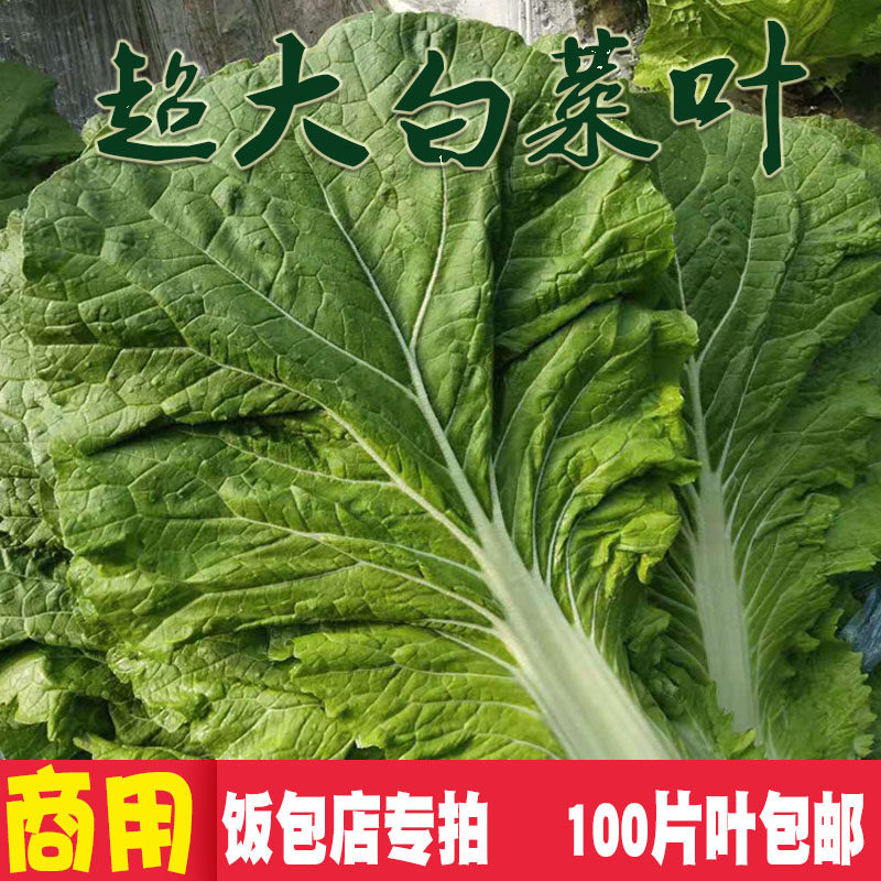 新鲜大白菜叶饭包店商用叶90片