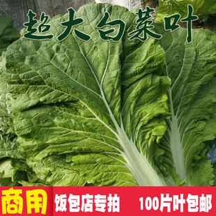 【现摘现发】东北新鲜饭包叶超大白菜叶饭包店商用叶50片90片
