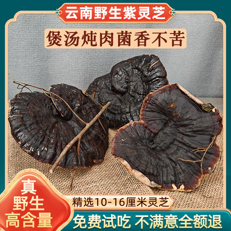 云南野生紫灵芝效果不满意包退