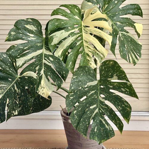 四季好养洒金龟背竹盆栽室内耐阴观叶植物高端轻奢家居装饰绿植