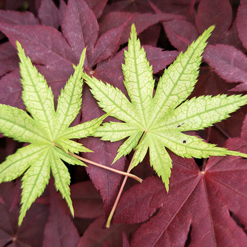 马洋亭下槭树园彩叶枫红枫