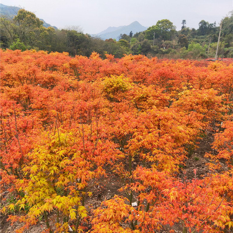 红枫盆栽丛生大苗鸡爪槭