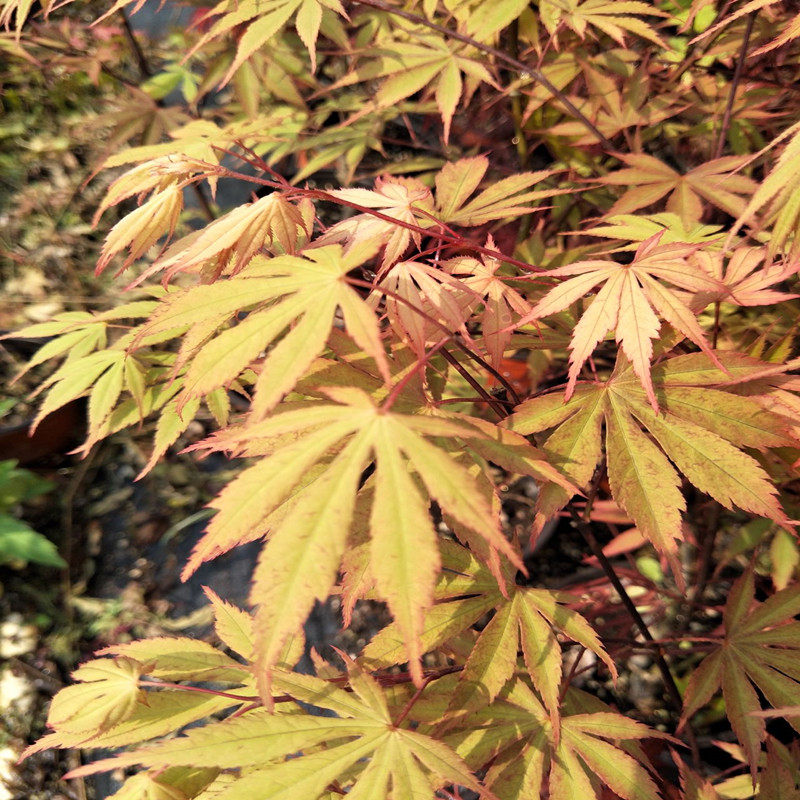 日本枫树松风多季节变化色彩枫树树苗 阳台盆栽庭院绿植 花园植物