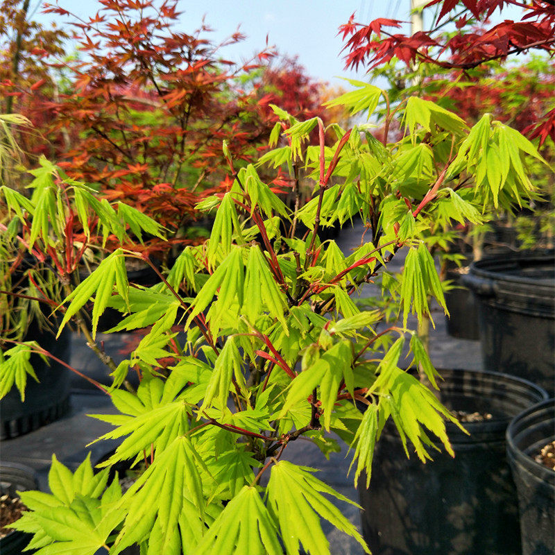 日本枫树待宵 深秋一树多色槭树红枫山红叶盆栽彩色马洋亭下槭树