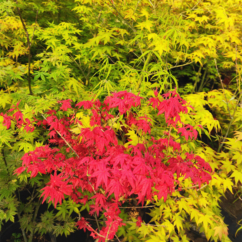 植物大苗盆景日本红枫