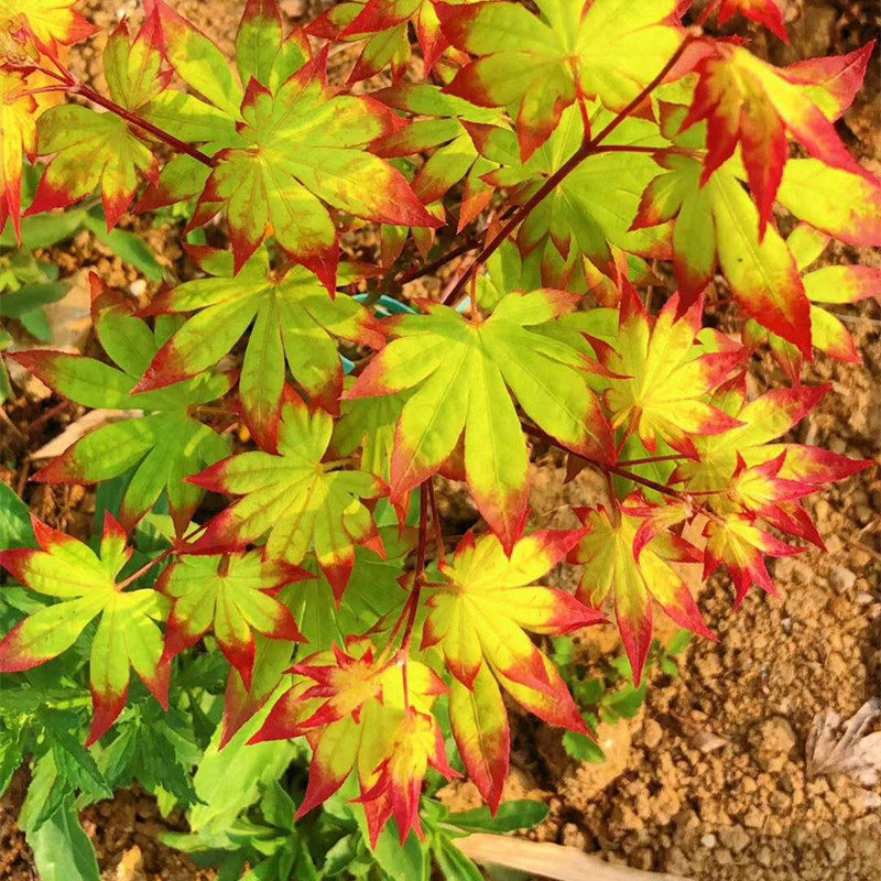 马洋亭下槭树园 爪柿 4-5年苗红枫盆栽