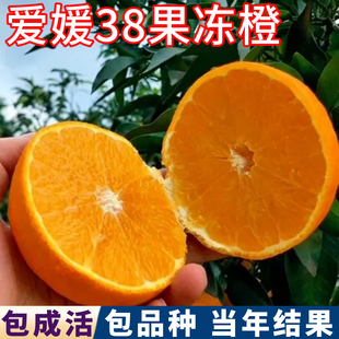 爱媛38号果冻橙子树苗南北方庭院特大柑橘树盆栽嫁接苗当年结果