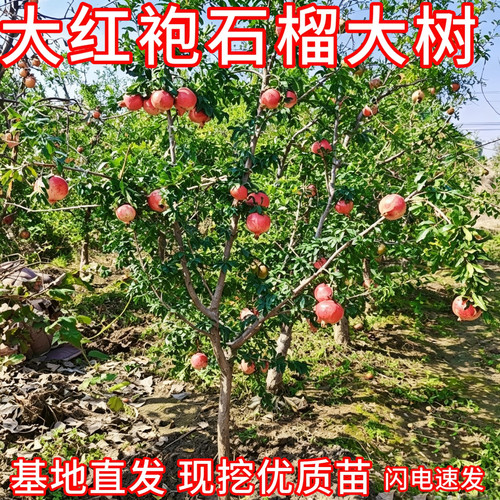 大红袍石榴大树现挖带大土球包活