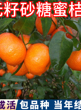 无籽砂糖蜜桔树苗现挖发货包成活