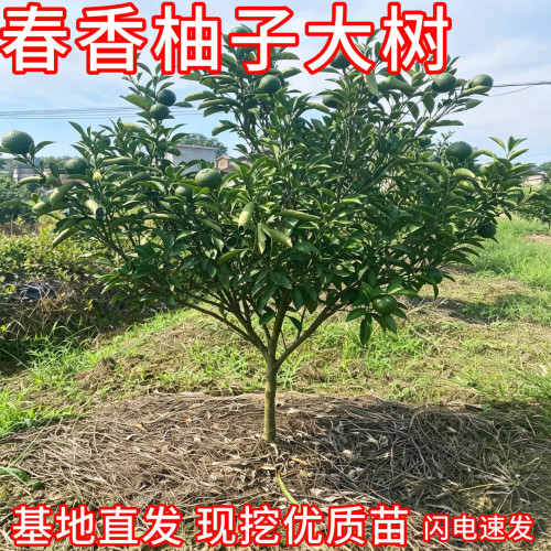 黄金葡萄柚子树现挖大土球当年结