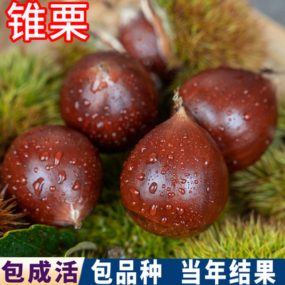 锥栗树果苗包成活包品种当年结果