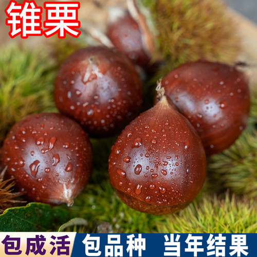 锥栗树果苗包成活包品种当年结果