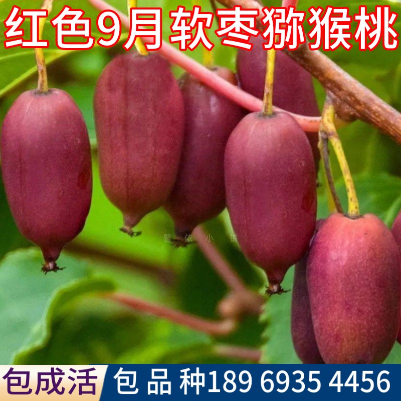 红色9月软枣猕猴桃果苗庭院地栽爬藤果树南北方耐寒盆栽嫁接活苗