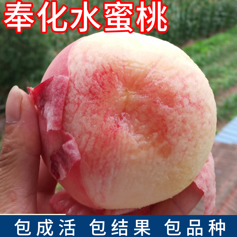 奉化水蜜桃树果苗南北方盆栽嫁接水蜜桃活苗庭院地栽耐寒当年结果