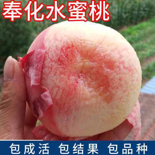 奉化水蜜桃树果苗南北方盆栽嫁接水蜜桃活苗庭院地栽耐寒当年结果