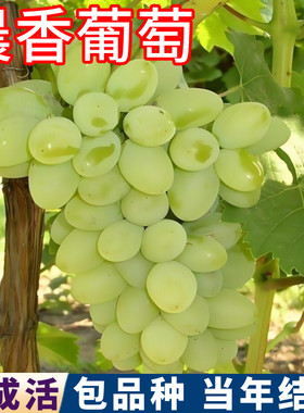 晨香葡萄树包活包对版现挖发货