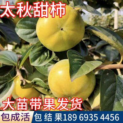 太秋甜柿树大苗带果包对版包活